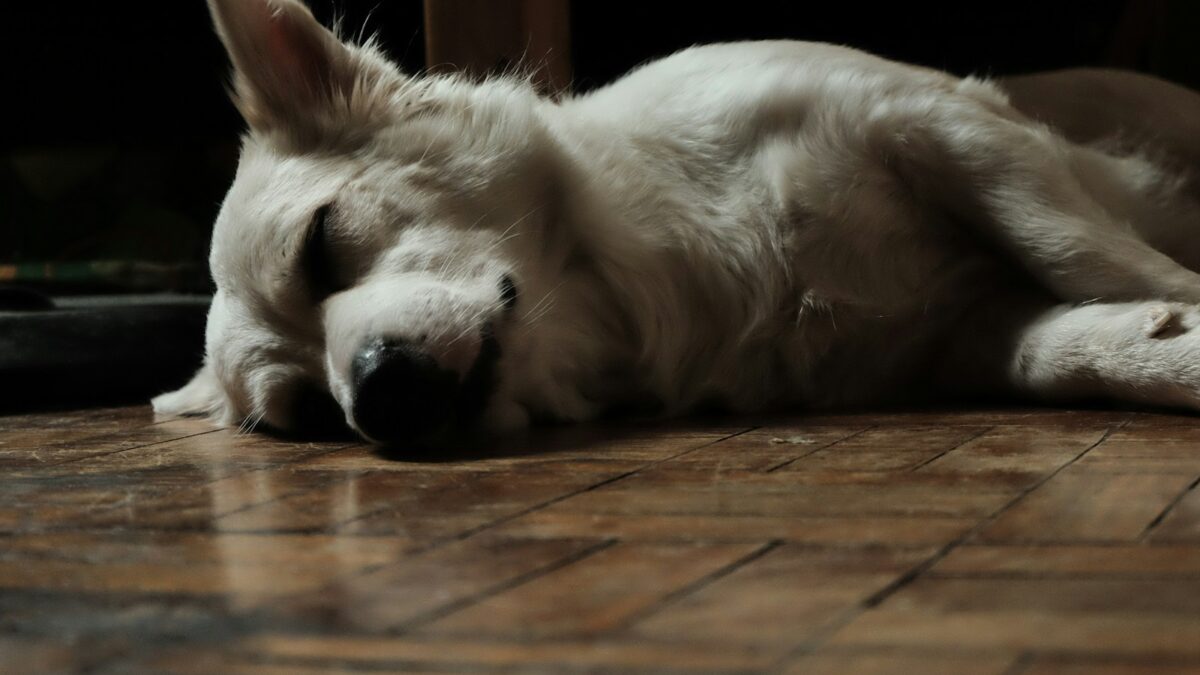 a white dog laying on a wooden floor