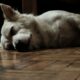 a white dog laying on a wooden floor