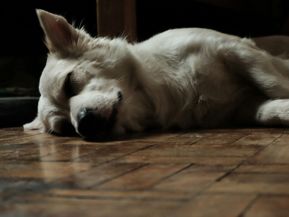 a white dog laying on a wooden floor