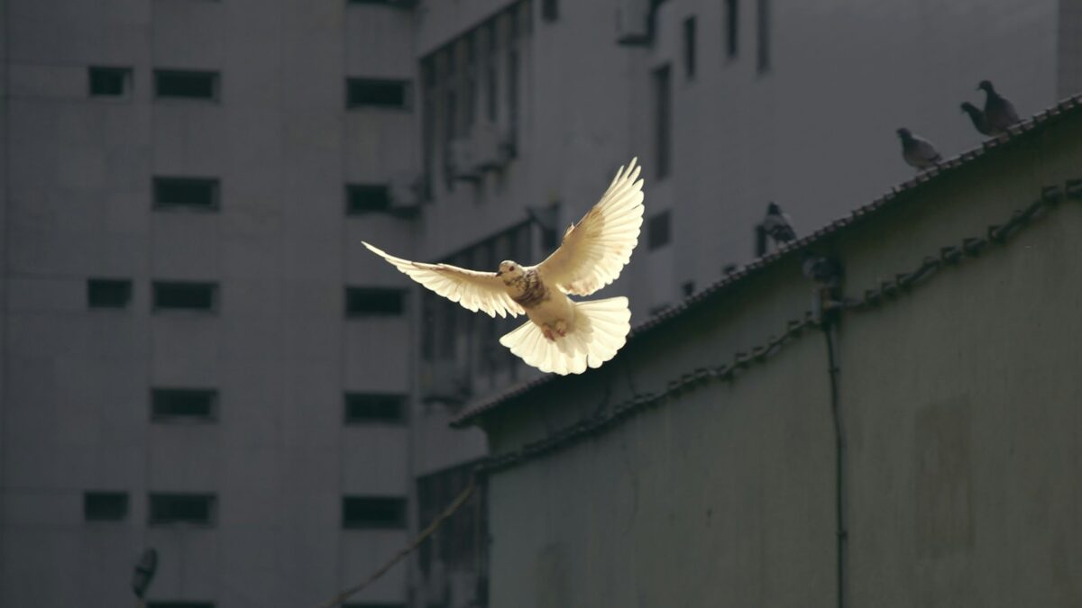 in flight dove