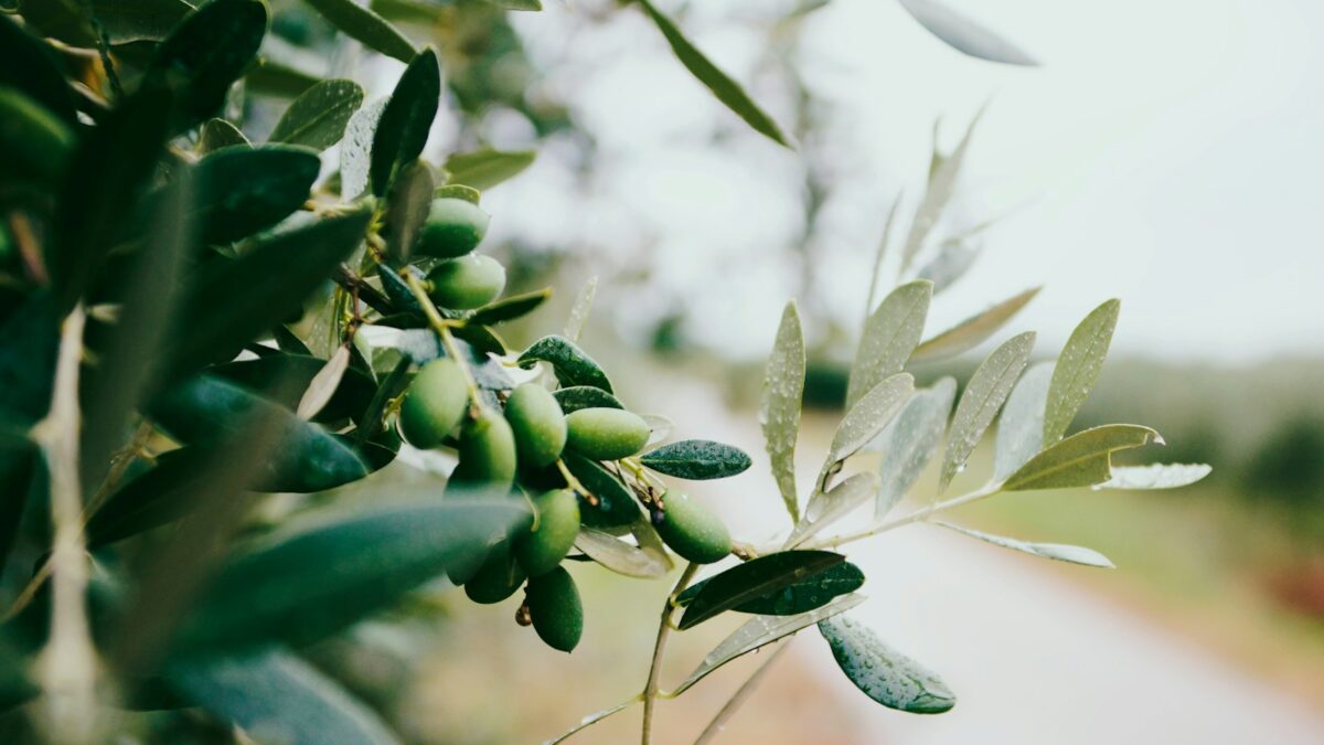 selective focus photography of green leafed plant