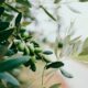 selective focus photography of green leafed plant