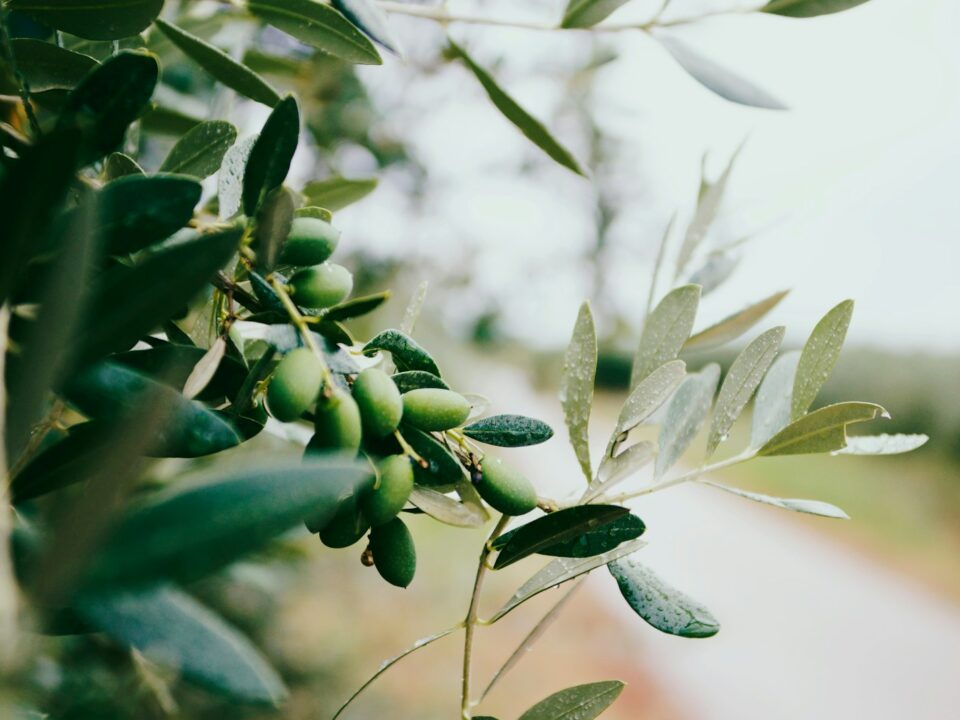 selective focus photography of green leafed plant