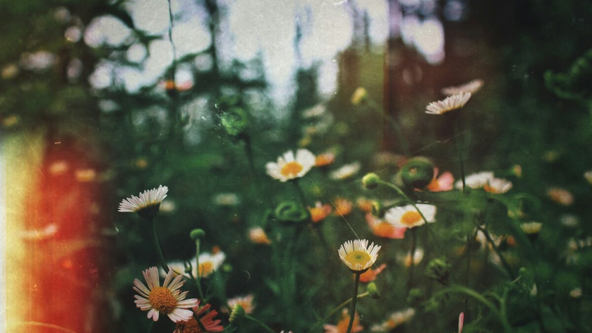 focus photography of assorted flowers