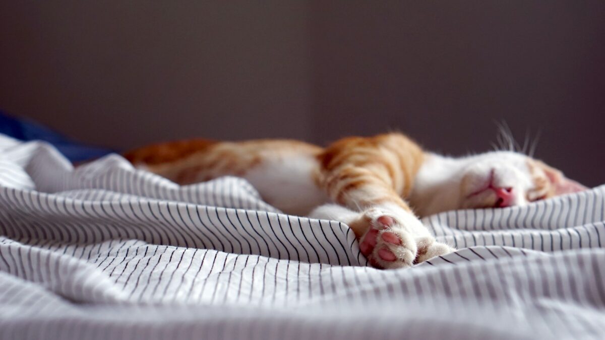 orange tabby kitten sleeping on black and white striped textile