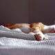 orange tabby kitten sleeping on black and white striped textile