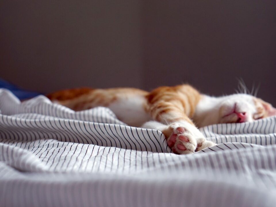 orange tabby kitten sleeping on black and white striped textile