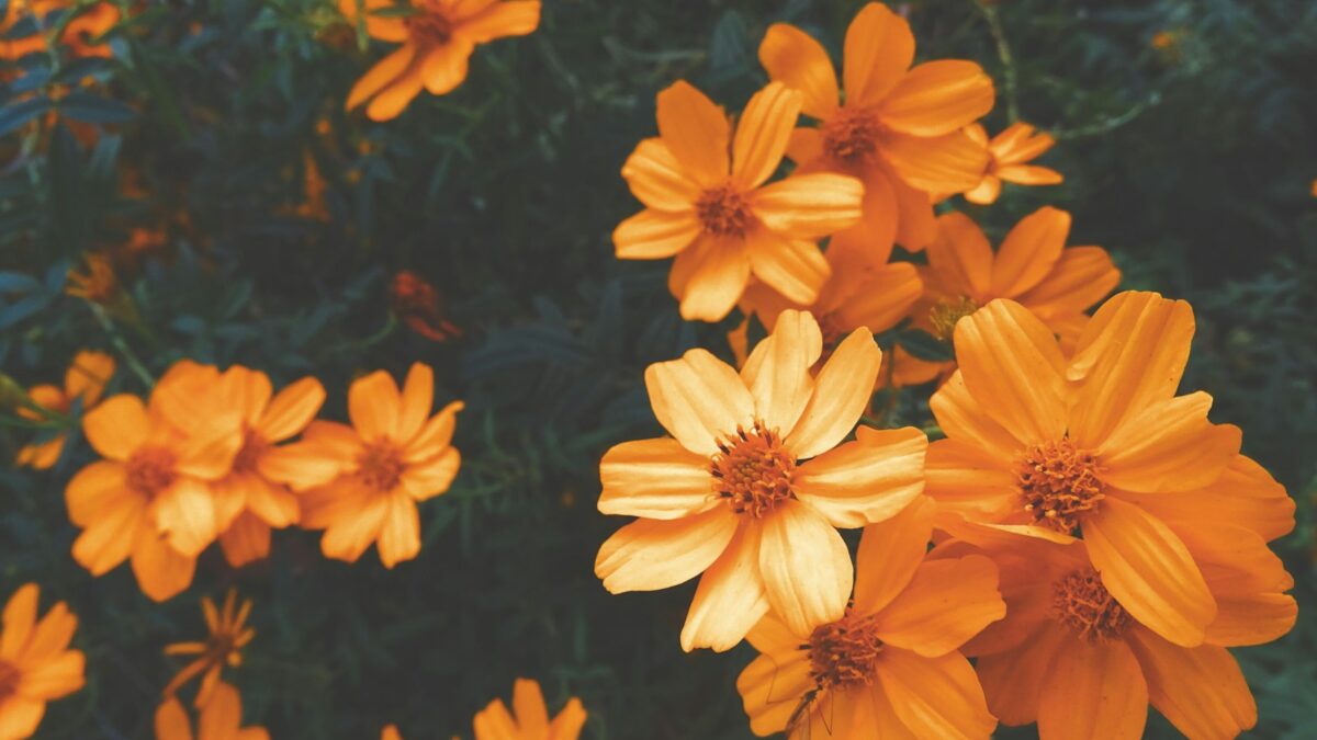 yellow flowers with green leaves