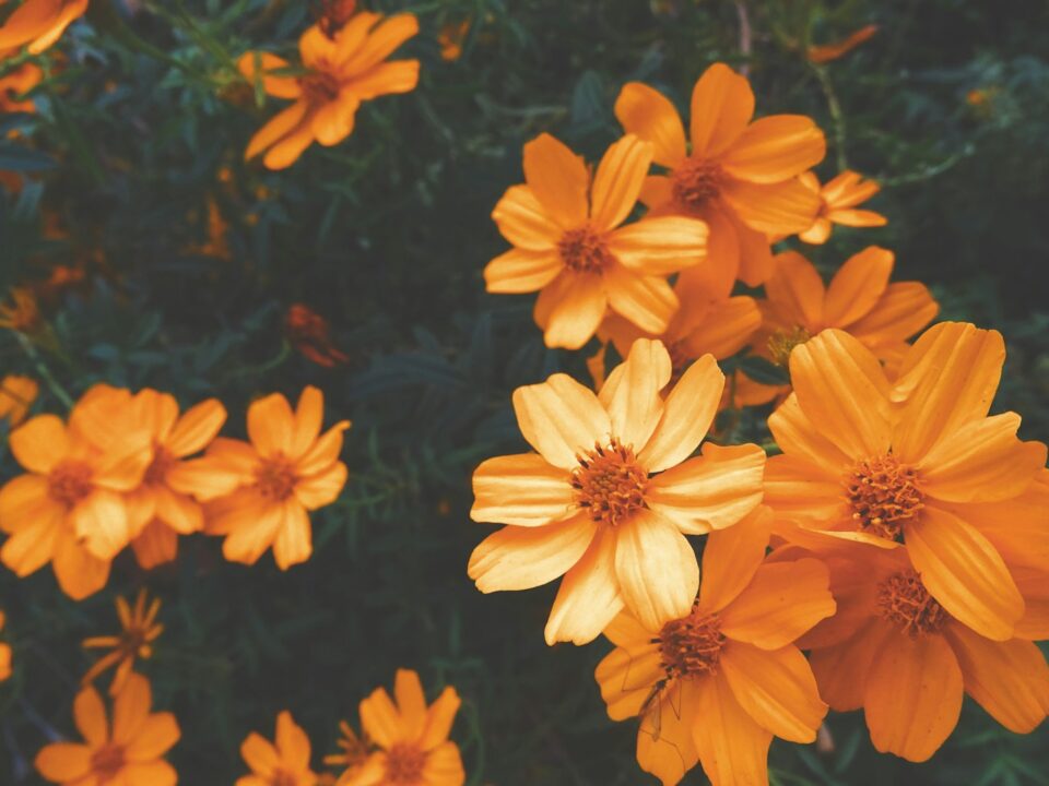 yellow flowers with green leaves