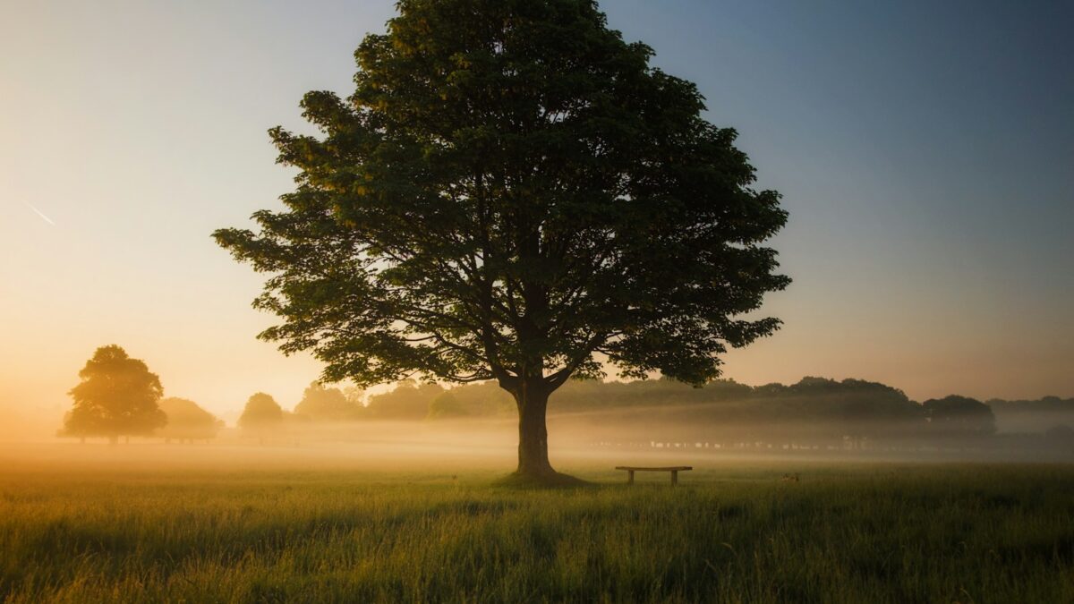 green leafed tree surrounded by fog during daytime