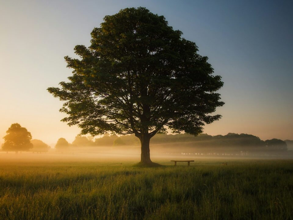 green leafed tree surrounded by fog during daytime