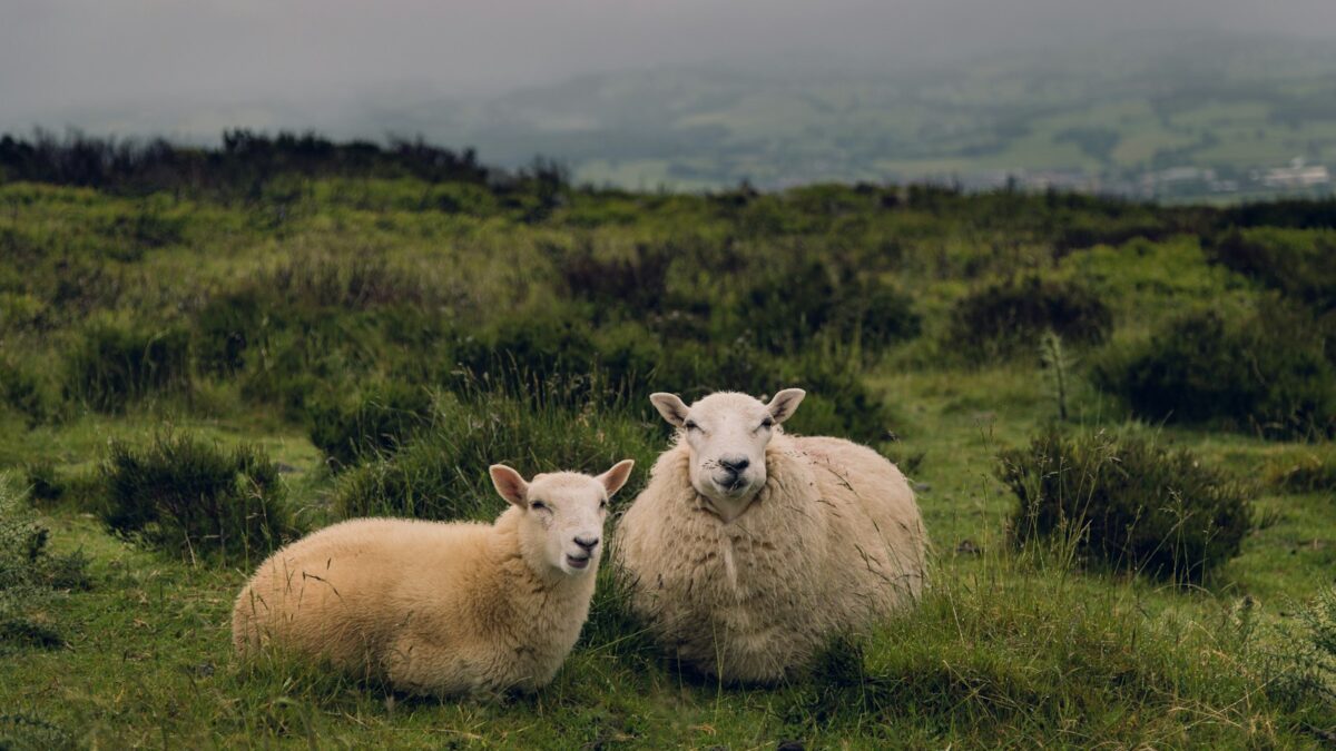 two brown sheep standing on grass field at daytime