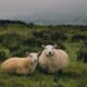 two brown sheep standing on grass field at daytime