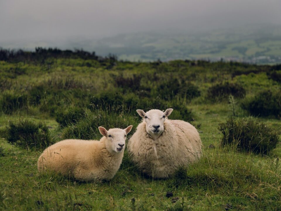 two brown sheep standing on grass field at daytime