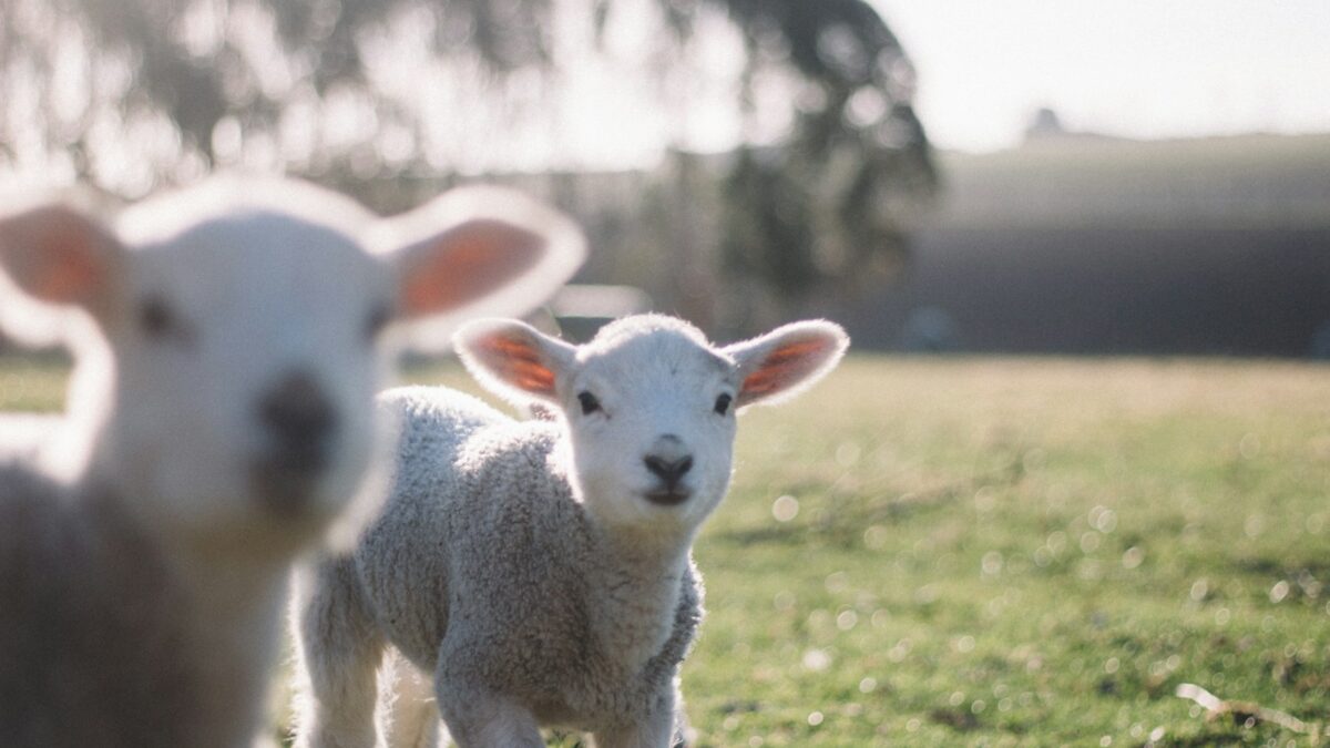 two white sheeps on green grass field