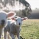 two white sheeps on green grass field