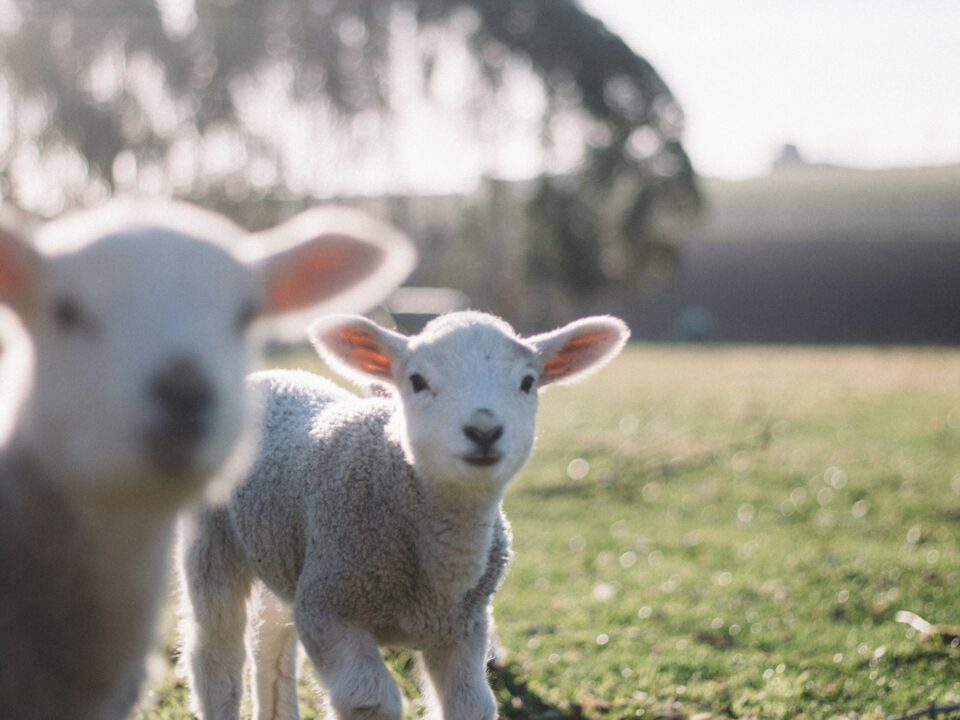 two white sheeps on green grass field