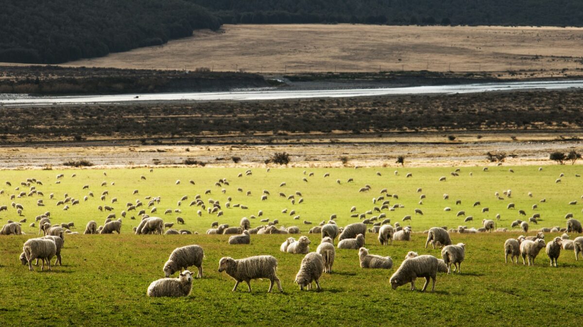 herd of sheep on grass field