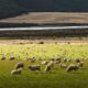 herd of sheep on grass field