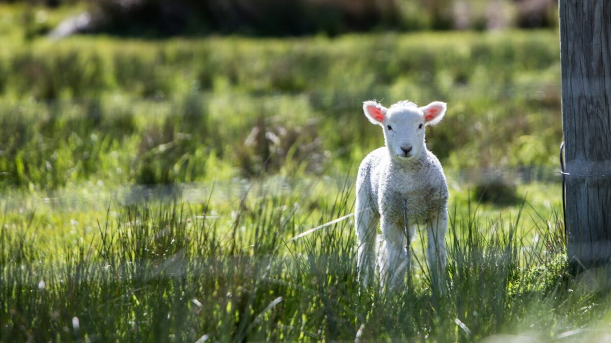 white sheep near the brown board