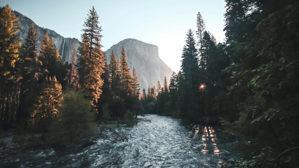 water stream surrounded with green trees