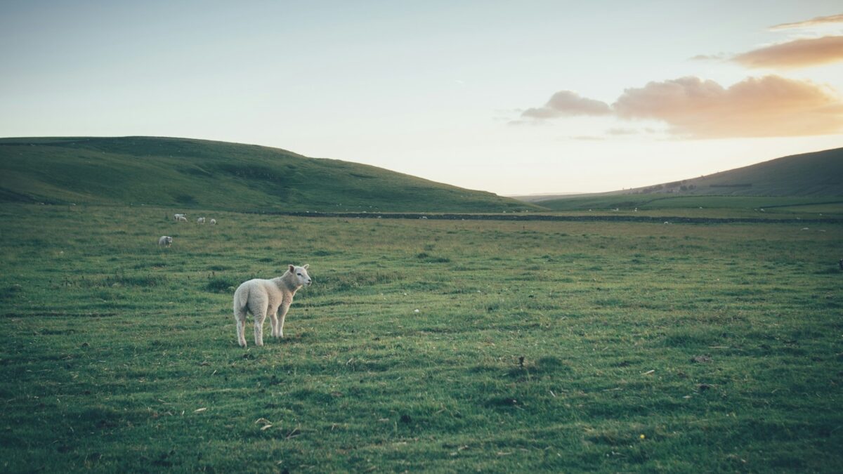 brown sheep