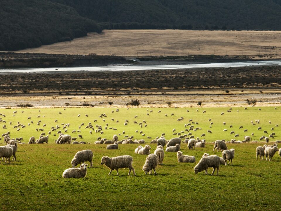 herd of sheep on grass field