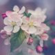 closeup photography of white and pink petaled flower