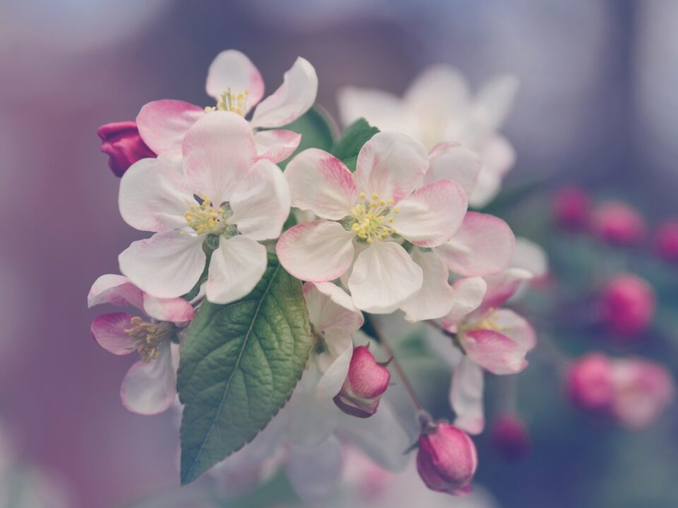 closeup photography of white and pink petaled flower