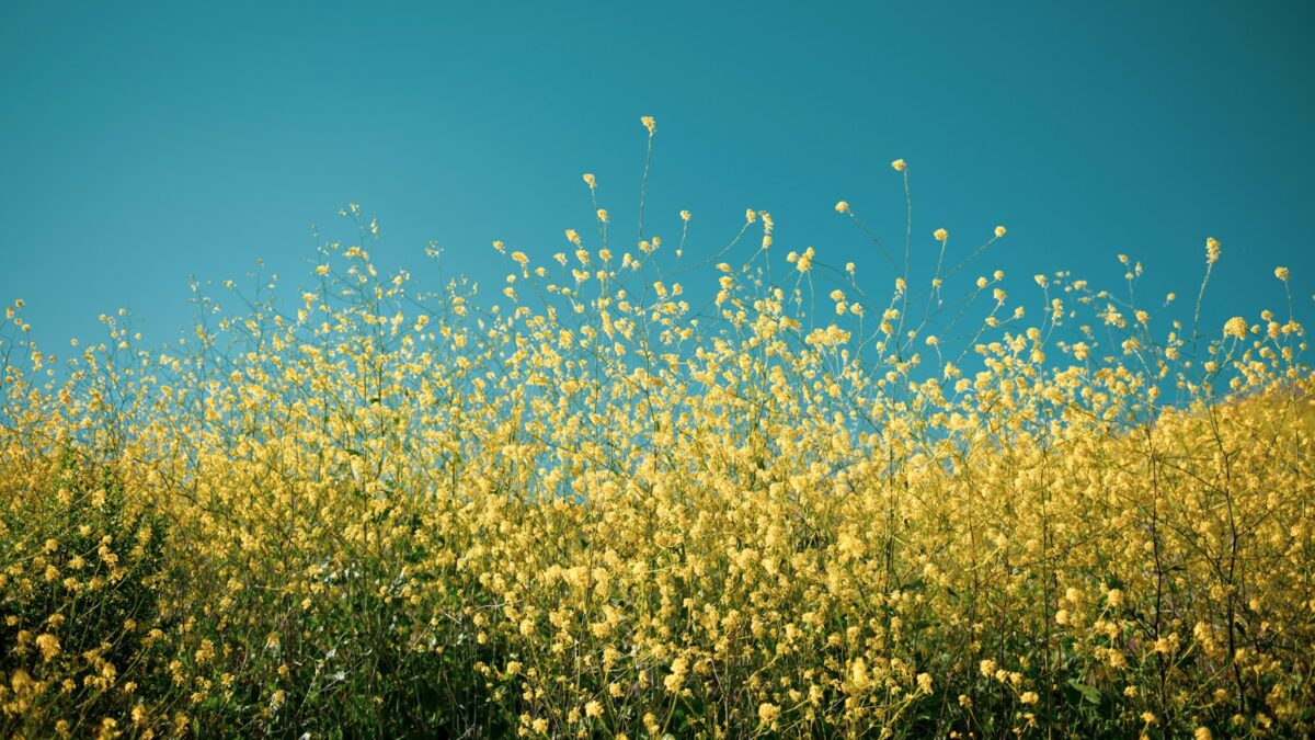yellow petaled flowers