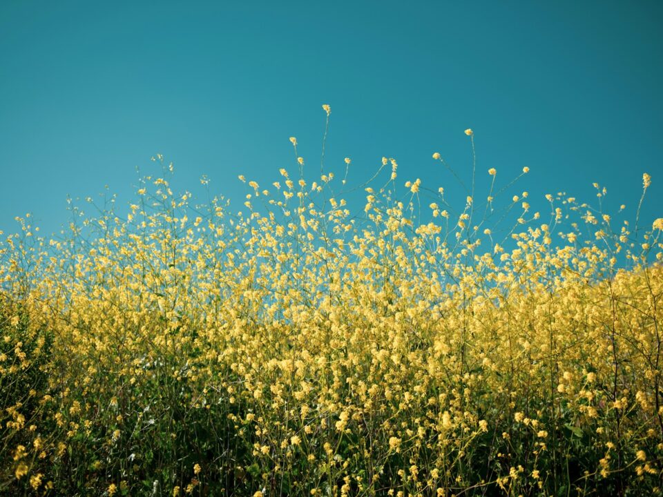 yellow petaled flowers