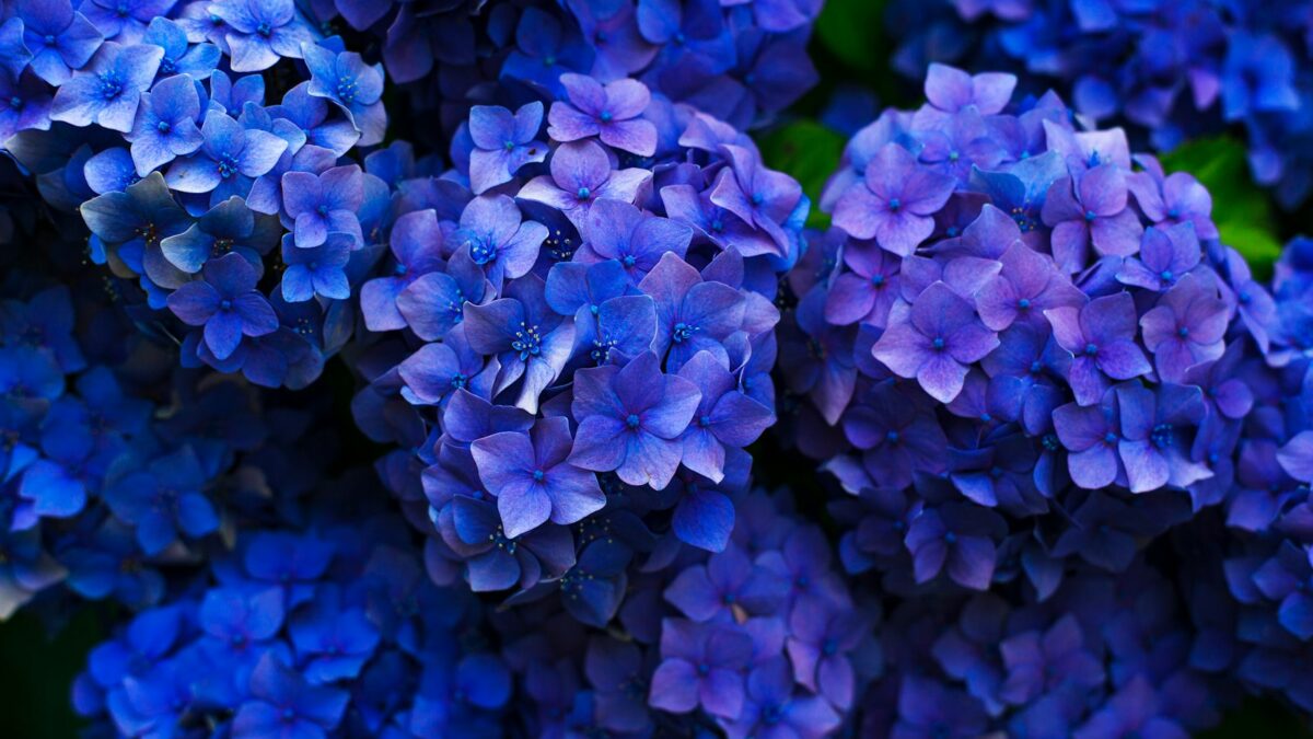 purple flowers