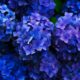 purple flowers