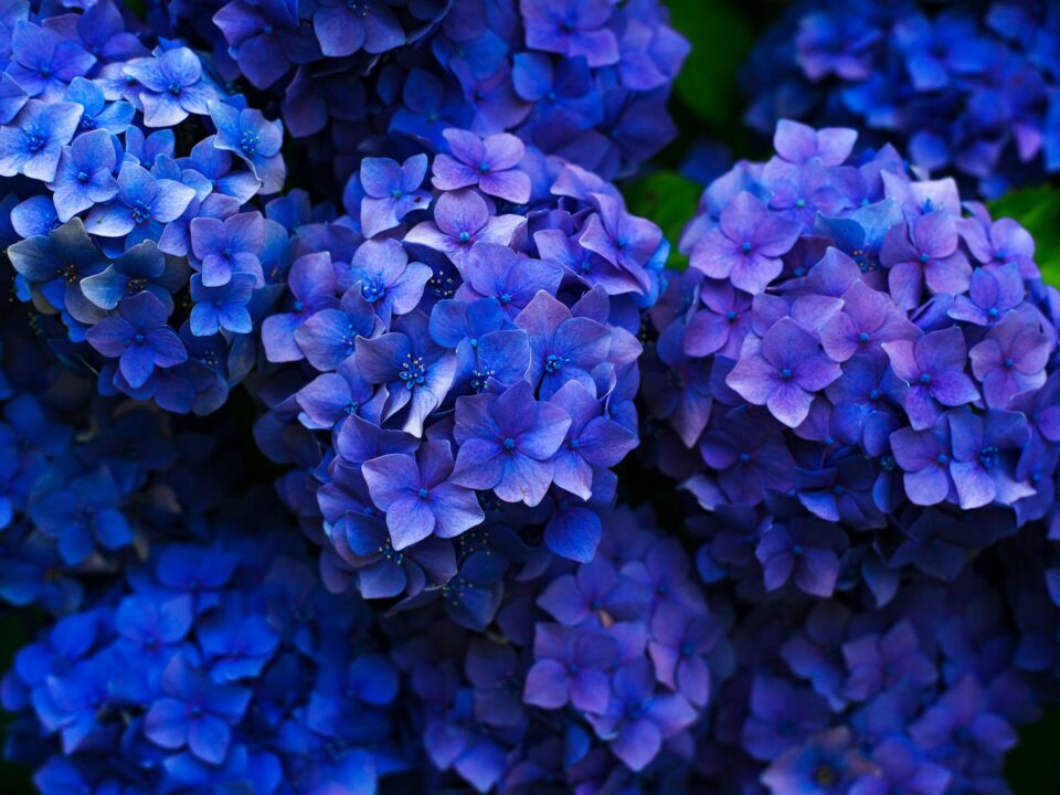 purple flowers