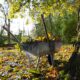 gray and yellow wheelbarrow on green grass during daytime