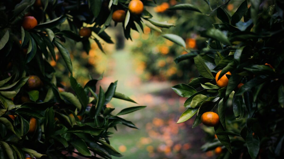 physalis fruits