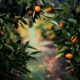 physalis fruits