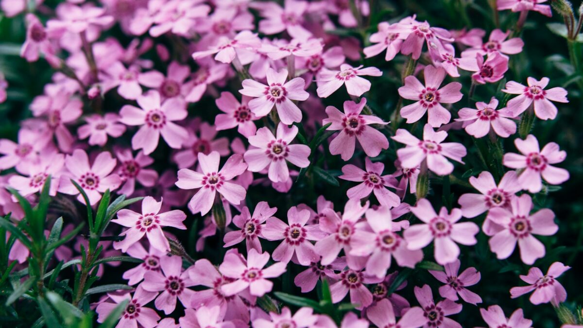 purple flowers in tilt shift lens