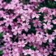 purple flowers in tilt shift lens