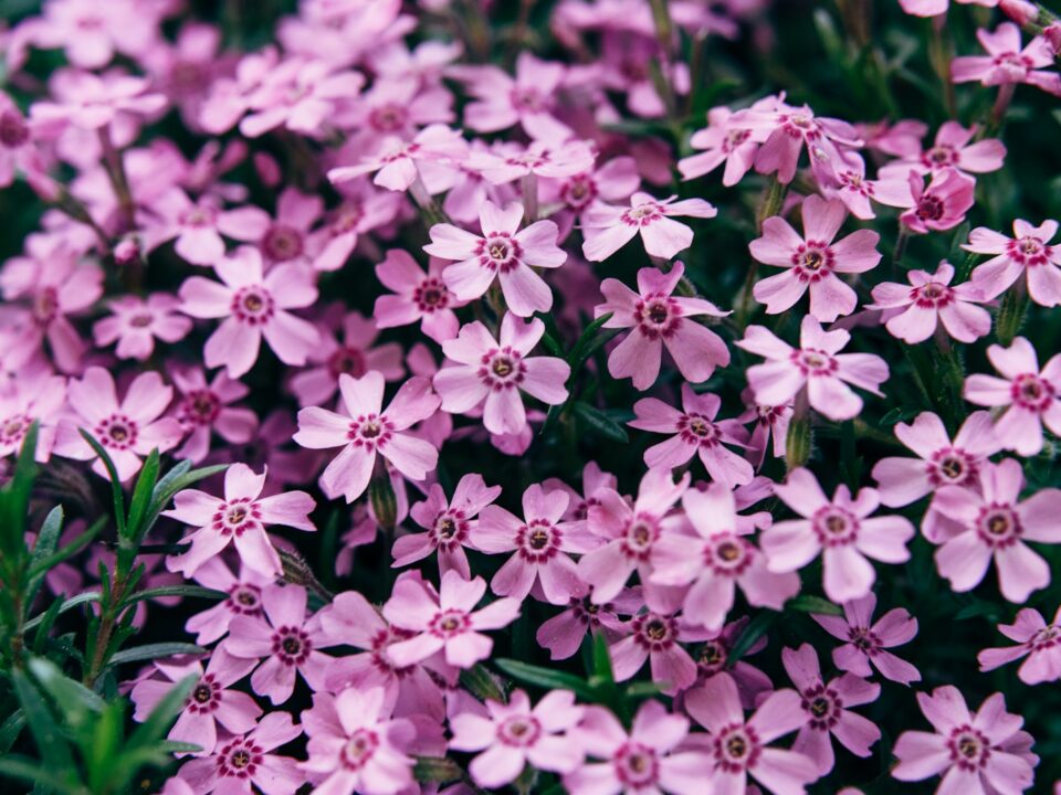 purple flowers in tilt shift lens