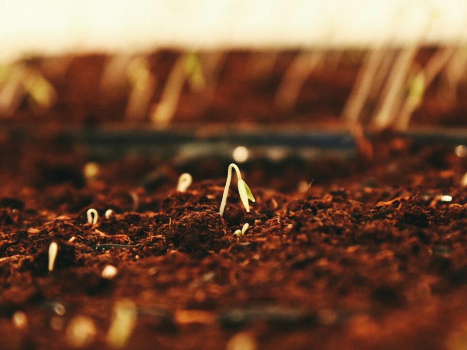 brown dried leaves on brown soil