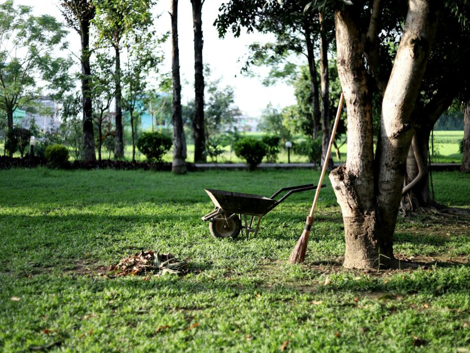 black wheelbarrow near tree during daytime
