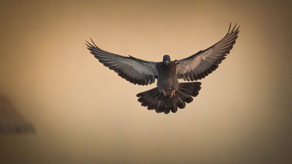 shallow focus photo of brown eagle flying