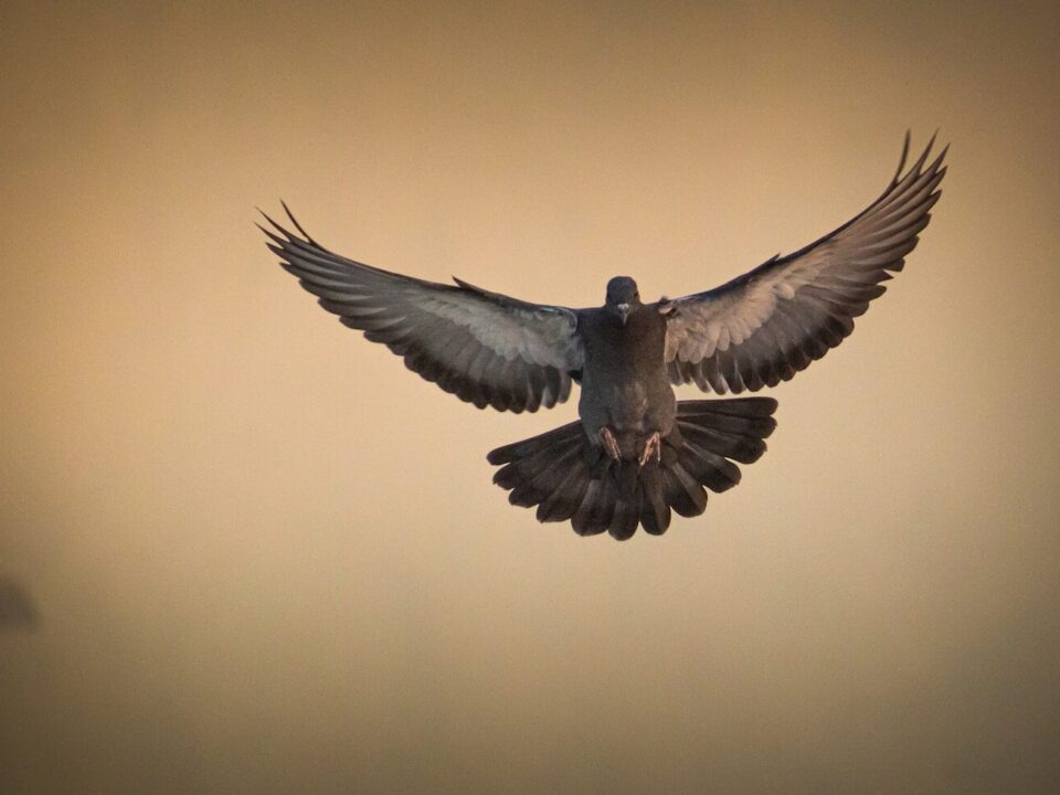 shallow focus photo of brown eagle flying