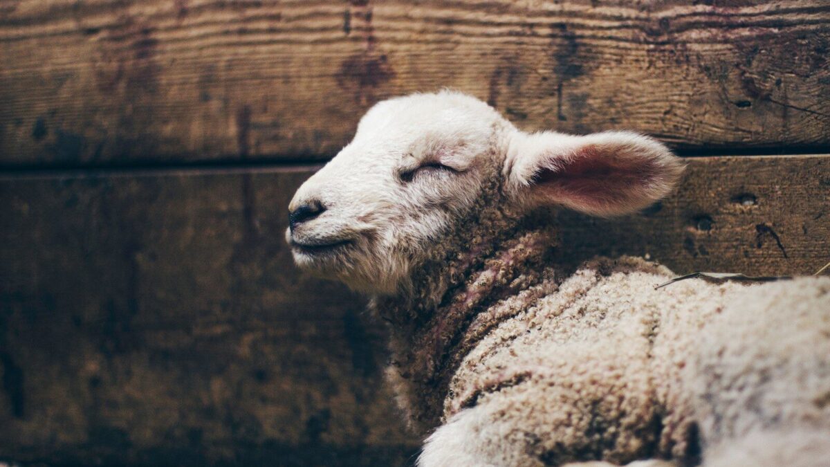 a close up of a sheep laying on the ground