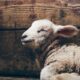 a close up of a sheep laying on the ground