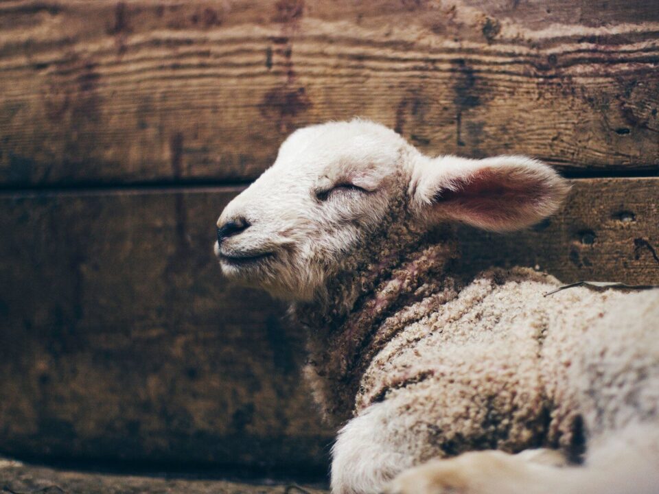 a close up of a sheep laying on the ground