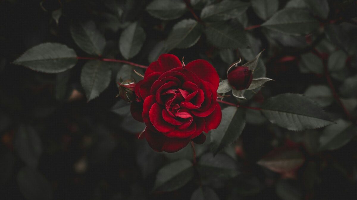red flower