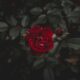 red flower
