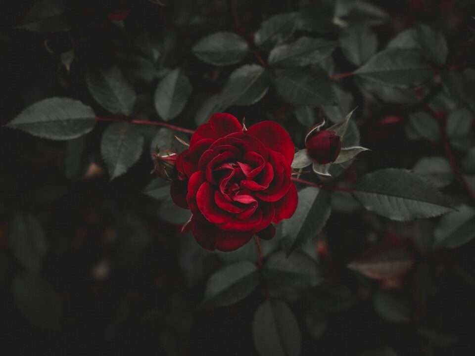 red flower